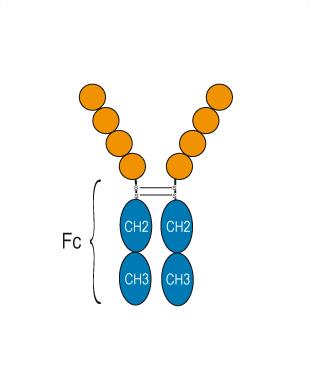 Experimental Validation Results for Baminercept